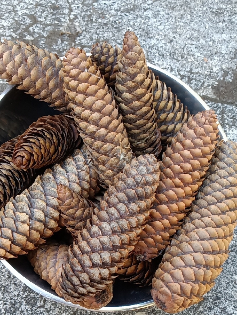 Pinecones for Crafting & Home Decor - 30 Count